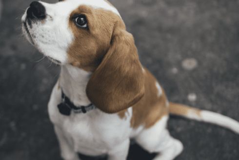 В Киеве появилась «Скорая собачья помощь» для бездомных животных