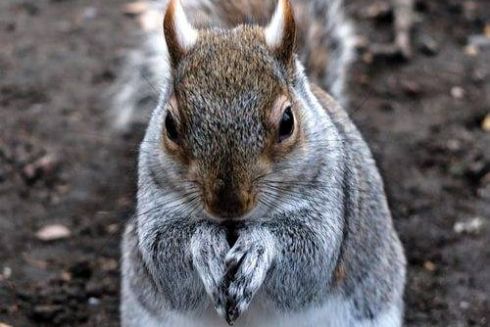 Парламент зареєстрував законопроєкт про заборону виготовлення хутра в Україні