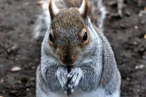 Парламент зареєстрував законопроєкт про заборону виготовлення хутра в Україні