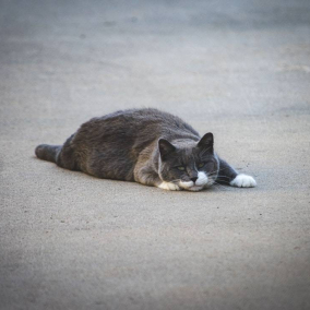 Во Львове впервые подсчитали всех бездомных котов