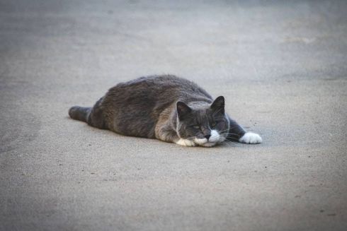 Во Львове впервые подсчитали всех бездомных котов