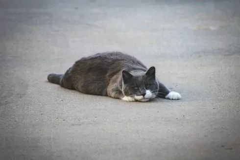 У Львові вперше підрахували усіх бездомних котів