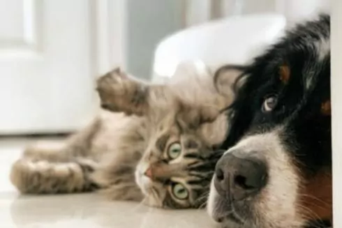 В Україні можна безкоштовно вакцинувати котів і собак: де і коли