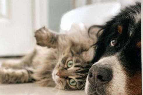 Кияни пропонують облаштувати офіційне кладовище домашніх тварин &mdash; петиція