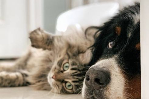 В Україні створять Єдиний державний реєстр домашніх тварин