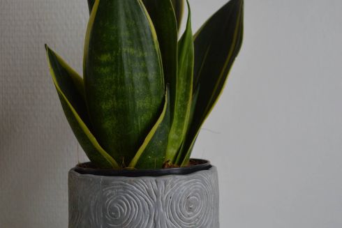 Прорастет: 8 комнатных растений, которые не требуют особого ухода (и подойдут для новичков)