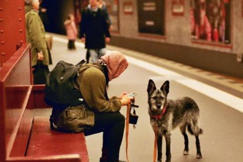 Кияни просять дозволити проїзд в метро з собаками — петиція