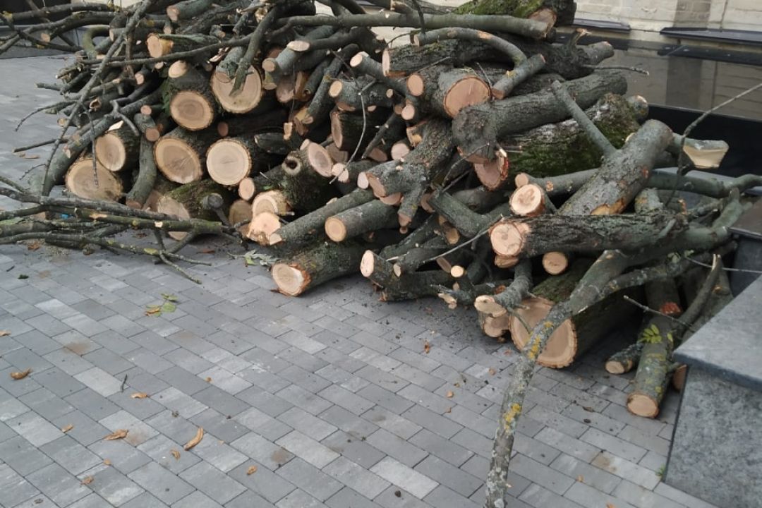 На Арсенальній невідомі незаконно кронували вікові дерева «Ясени Тотлебена»