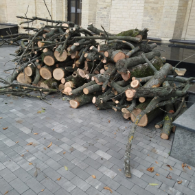 На Арсенальній невідомі незаконно кронували вікові дерева «Ясени Тотлебена»