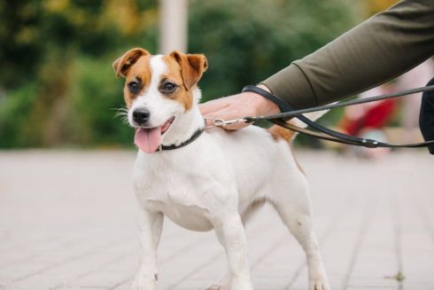 В Киеве можно бесплатно вакцинировать животных: где и когда