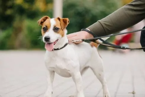 У Києві можна безкоштовно вакцинувати тварин: де та коли