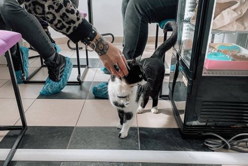 В Виннице открыли котокафе с платным входом В чем его особенность