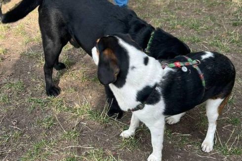 На Оболоні за ініціативи мешканців створили майданчик для вигулу собак