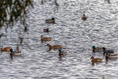 Озеро Вербне у Києві оголосили ландшафтним заказником