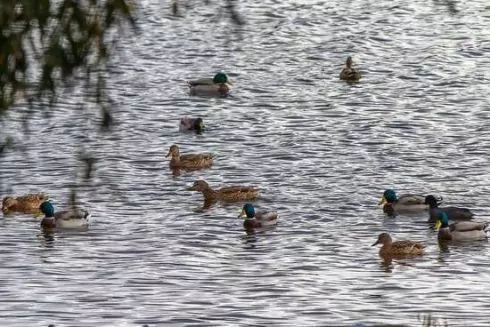 Озеро Вербне у Києві оголосили ландшафтним заказником