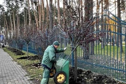 В Центральному парку Ірпеня висадили сливи «Піссарді»