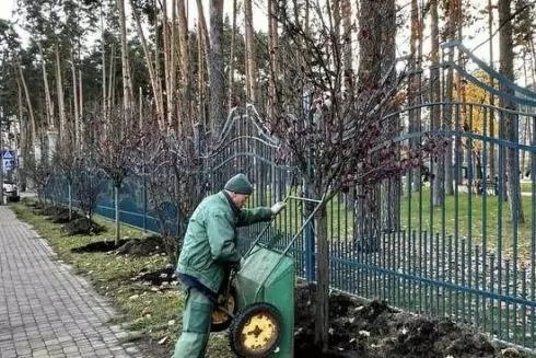 В Центральному парку Ірпеня висадили сливи &laquo;Піссарді&raquo;