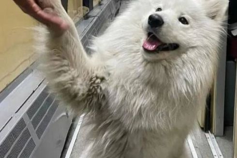 “Укрзалізниця” змінить правила перевезення тварин у поїздах