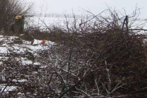 На Київщині судитимуть чоловіків, які зрізали дерев на понад 2 млн гривень