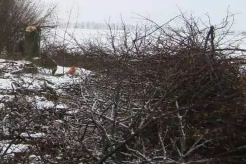 На Київщині судитимуть чоловіків, які зрізали дерев на понад 2 млн гривень