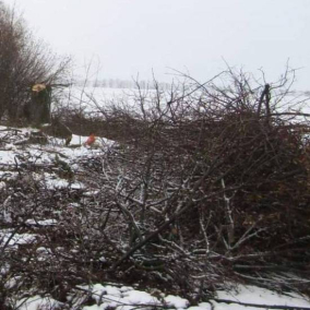 На Київщині судитимуть чоловіків, які зрізали дерев на понад 2 млн гривень