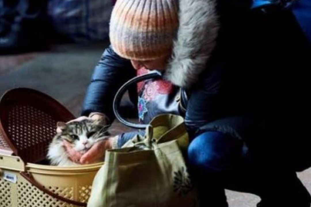 В Україні офіційно дозволили брати домашніх тварин в укриття