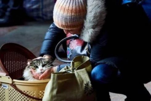 В Україні офіційно дозволили брати домашніх тварин в укриття