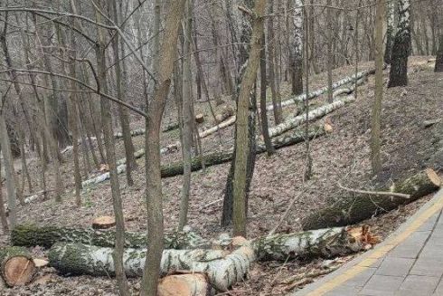 У Солом'янському ландшафтному парку вирубали берези: фото