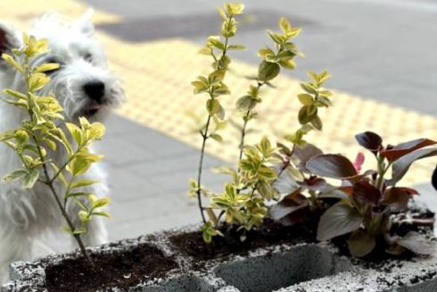 На Подолі активісти засадили антипаркувальні обмежувачі рослинами