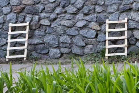 На стіні біля Міського театру висадили декоративний виноград: що дає вертикальне озеленення