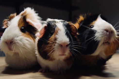 В Україні хочуть заборонити проводити тестування косметики на тваринах