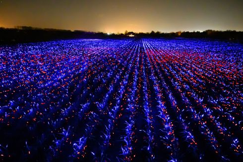 Нідерландський художник перетворив цибулеве поле на арт-інсталяцію: фото