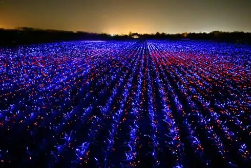 Нідерландський художник перетворив цибулеве поле на арт-інсталяцію: фото