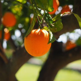 В Испании планируют использовать апельсины для производства энергии: как это будет работать