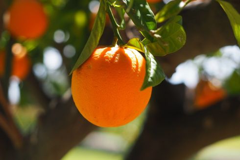 В Испании планируют использовать апельсины для производства энергии: как это будет работать