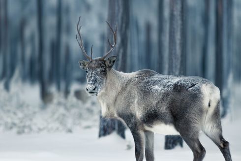 В Швеции над трассами и железными дорогами построят мосты для оленей