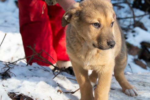 Happy Pаw и Bolt запускают бесплатные поездки для опекунов бездомных животных