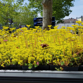В Нидерландах на крышах автобусных остановок высадили растения