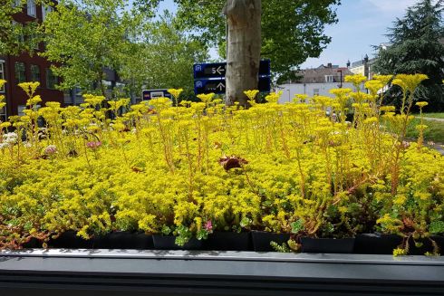 В Нидерландах на крышах автобусных остановок высадили растения