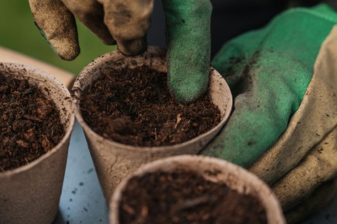 PETA закликала музиканта Роберта Планта тимчасово змінити ім’я на Robert Plant Wool