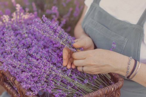 Под Киевом открывается новый лавандовый парк