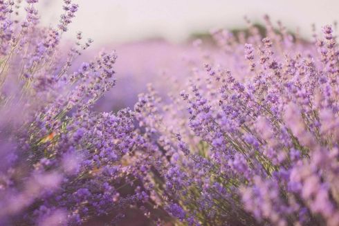 На Київщині відновить роботу лавандовий парк «Порадів»