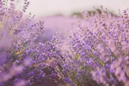 В Киевской области возобновит работу лавандовый парк &laquo;Порадів&raquo;