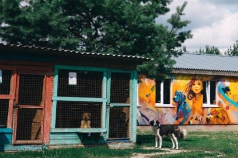 В Киевской области отстроили разрушенное обстрелами рф стационарное помещение приюта для животных и возвели ветеринарный комплекс