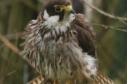 У Голосіївському районі створять зоологічну пам’ятку природи «Гай хижих птахів»