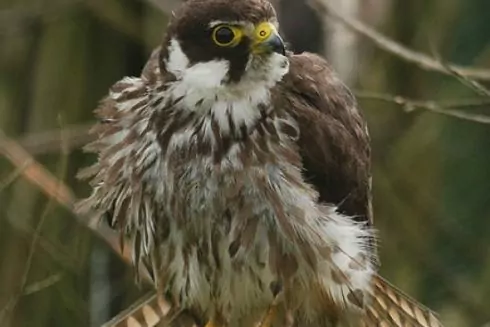 У Голосіївському районі створять зоологічну пам&rsquo;ятку природи &laquo;Гай хижих птахів&raquo;
