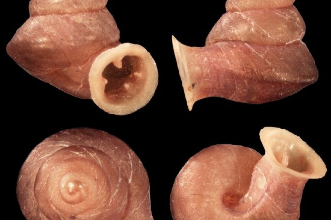 Вчені відкрили 46 нових видів мікроравликів: одного з них назвали на честь Пікассо