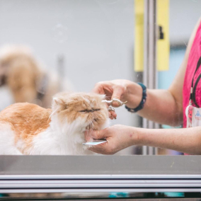 В четырех городах Украины можно получить бесплатные ветеринарные услуги для домашних животных
