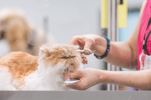 У чотирьох містах України можна отримати безкоштовні ветеринарні послуги для домашніх тварин