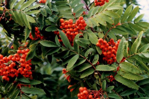 Rozetka проводить акцію по озелененню Києва